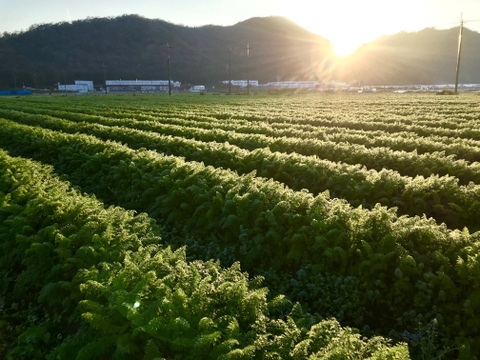 【有機JAS認証】採れたて人参3kg、みずみずしい！味が濃い！甘みも十分！