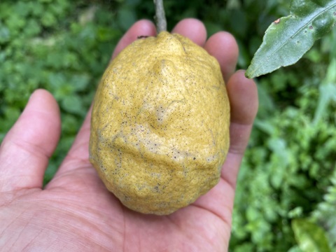 訳あり瀬戸内海の島レモン（農薬・除草剤・化学肥料不使用）1kg