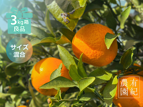 甘くて爽やかな希少柑橘🍊春峰【良品・サイズ混合・3kg箱】