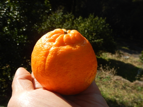 【甘さが濃～い！】びわ屋のポンカン「千々（ちぢ）ポンカン」　5㎏でお届け