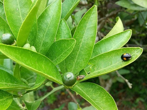 【極上柑橘】温室水晶文旦お試し２ｋｇ ご家庭用 農薬不使用 自然栽培 四万十産