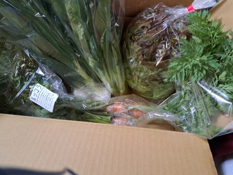 お楽しみ★農園自慢の情熱野菜セット　7袋　発送タイミングおまかせ　フードロス対策　パチャママ農園　訳あり　規格外