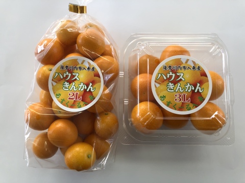 金柑お試しパック 生でガブっと完熟ハウスきんかん3lパック 300g １個 2l袋 500g １個 鹿児島県産 食べチョク 農家 漁師の産直ネット通販 旬の食材を生産者直送