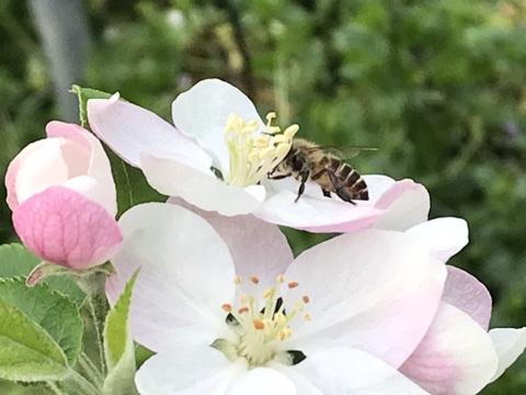 【美味しさに感動】日本蜜蜂の生ハチミツ220g×3個　非加熱／無添加
