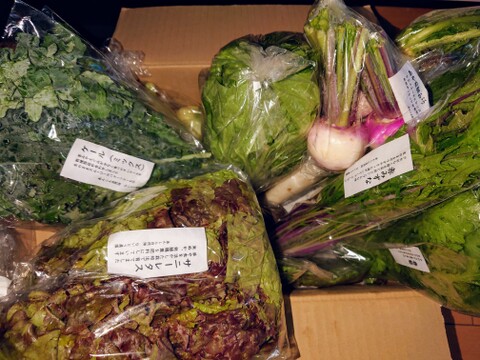 【旬のVEGE箱（Rサイズ）】土壌医＆有機農家がつくる！畑の「今」を箱いっぱいにつめこんだ野菜セット（約11〜12品種）