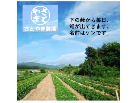 掘りたて　蔓つき紅はるか　飾って楽しみ、甘くなったら焼き芋に　 4.5kg