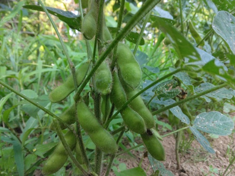 自然農園の健康やさい！　夏野菜珠玉の6品セット