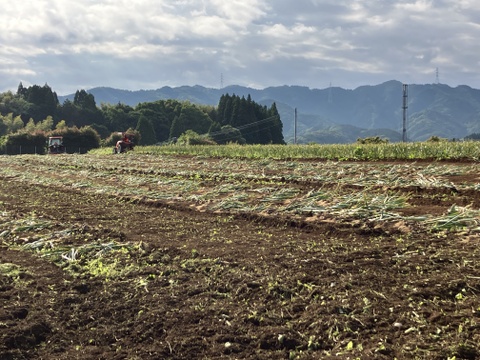 【メール便送料無料】自然栽培　乾燥にんにくばら　500ｇ