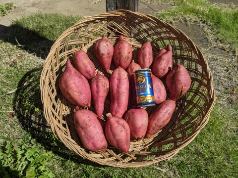 5 kgで税別2500円。有機肥料で栽培した2ヶ月熟成、蜜の滴る安納芋L,Mサイズ