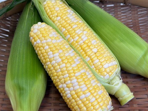 【朝どれ直送】濃厚な甘みとコク｜ドルチェドリーム 約4.5kg｜ふくおかエコ農産物認証