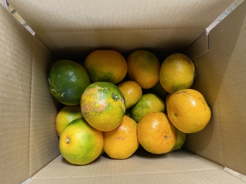 【１１月１８日～２３日収穫】見た目は悪いが味は良い。【選果落ち】早生ミカン３kg。サンプル糖度9.6～11.2度