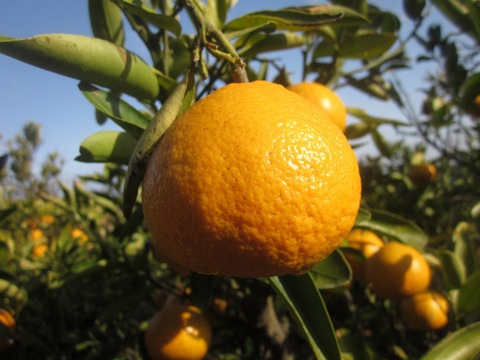 ※はる様専用※　瀬戸内よりお届け！愛媛県産ビーツ（デトロイトダークレッド）３㎏【約６個・サイズ混合・ご家庭用】葉っぱもお届けします！＋甘夏みかん 3㎏詰合せ【約10～15個・サイズ混合・ご家庭用】