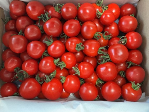 おためし価格【数量限定】〈人気品種〉旨みたっぷり！ほれまるミニトマト　1.5kg