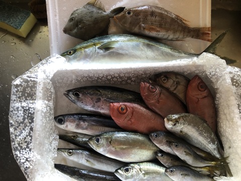 【商品説明必読】⭐︎グッド！モーニング」で紹介されました⭐︎【未利用魚】漁師直送！季節のおさかなセット【3kg前後】