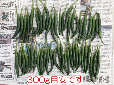 南房総市産!!フレッシュな青唐辛子（ホットパラソルＥＸ）500g