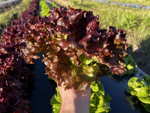 旬の野菜を堪能できる。朝採れ自然栽培野菜セット　５～７種類　約１～２kg