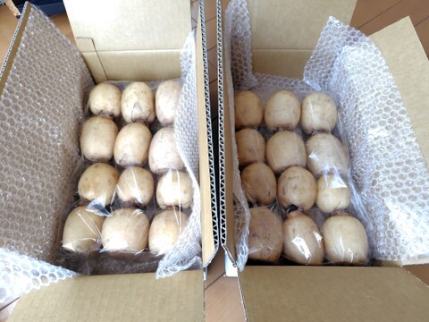 【お買い得】RENCOOONのれんこん２キロ