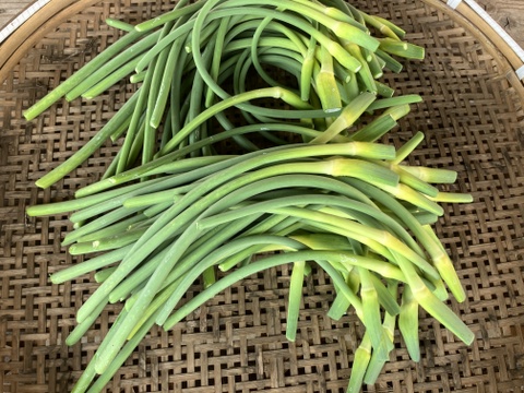 自然栽培のにんにくの芽　1Kg