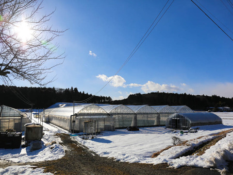 ＜１日3箱限定＞採れたて直送！完熟朝摘みスカイベリー　特大