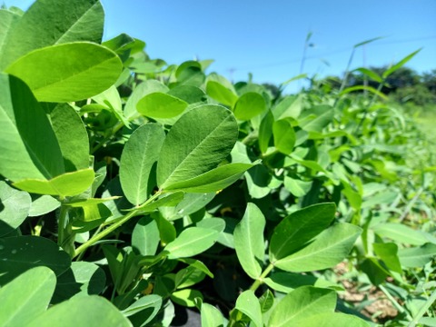 畑から直送！生落花生☆郷の香　1kg