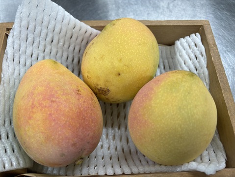 珍しい香り高いマンゴー！ケンジントンプライド（ピーチマンゴー）贈答用