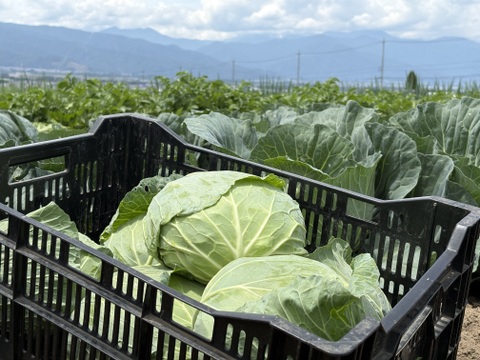 6個入｜信州塩尻｜サラダで美味しい高原キャベツ