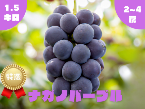 ◯完売御礼◯【特選】ナガノパープル　1.5kg/2~3房