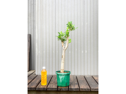 オリーブ 鉢植え シプレッシーノ｜育てやすい シンボルツリー