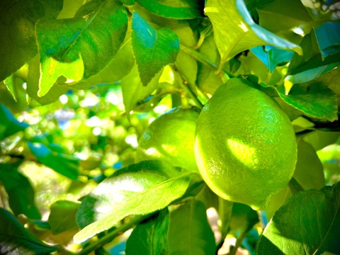 The citrus【LEMON (green)】グリーンレモン 2023 約4kg