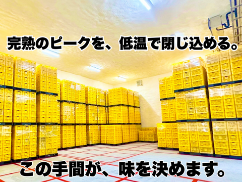 【完熟の証】低温貯蔵 土佐文旦 訳あり大玉5kg｜風味が際立つ食べ頃・日本ギフト大賞受賞・文旦発祥の地 ・高知県土佐市産 ・やの一果彩