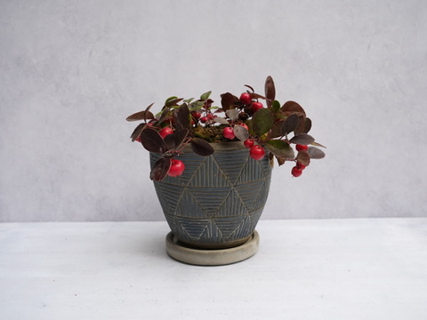 ミニ盆栽【チェッカーベリー × 青白縞陶器】高さ約18cm×横約16cm【朝市限定】