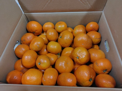 【訳あり】濃厚なコクと酸味がおいしい！有田みかん★早生★自家製堆肥栽培★大満足10kg★和歌山