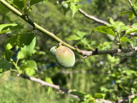 古城梅　青梅　雹傷　２kg　2キロ　Lサイズ中心　梅酒向け
