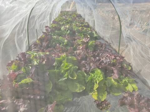 ✨農薬・化成肥料不使用の採れたてサラダセット（たっぷり600g：わさびリーフ300g+ミックスレタス300g）✨