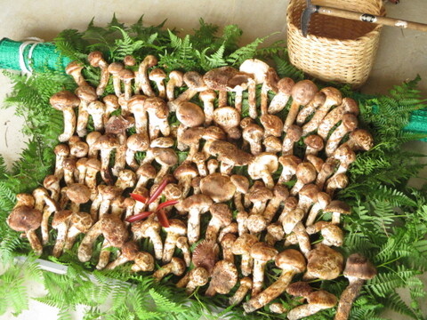 南信州産 松茸 ご家庭用 (300g)