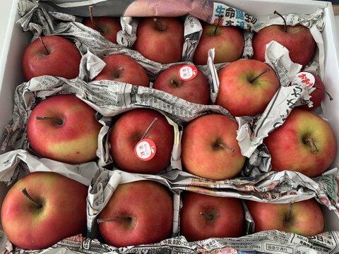 【超希少品種！訳あり】果肉まで赤～いりんご「栄紅」果肉色ムラB品（2.5kg強)