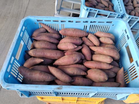 さつまいも(栗かぐや)