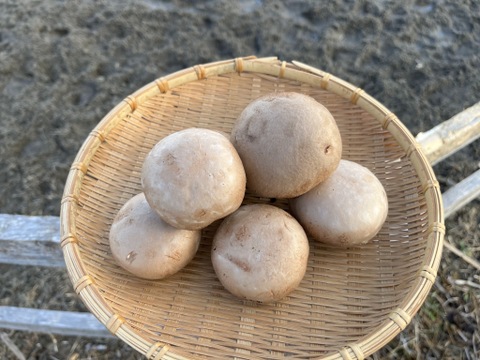 料理王国100選2024"優秀賞"に選出★【八幡平マッシュルーム ブラウン】 9パック