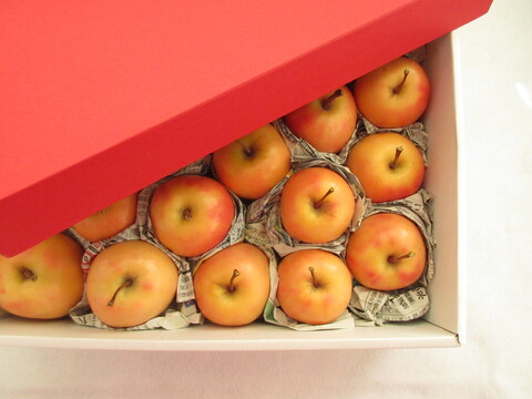 【超希少品種！】果肉まで赤～いりんご「御所川原（ごしょがわら）」B品不揃い（2.2kg強)