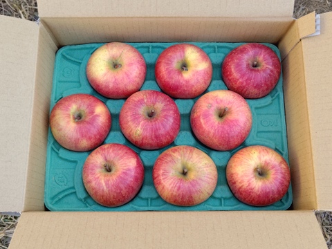 信州産葉とらずサンふじ家庭用3kg8〜11個入り 美味しさ重視のおすすめ品！