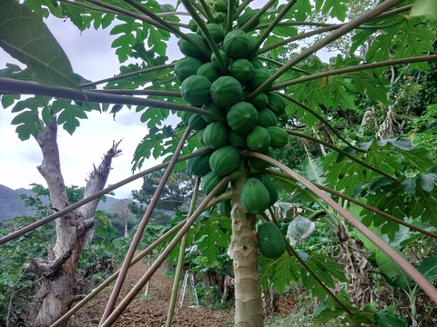 【期間限定】酵素たっぷりヘルシー　青パパイヤ1.5ｋｇ　(2～3個）