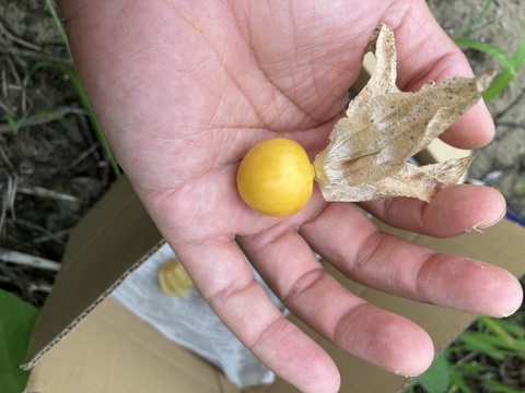 食べるサプリ♪ 自然栽培食用ほおずき200g：山形県産のその他