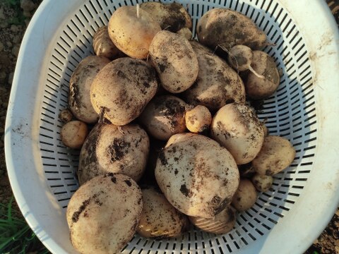 🥔採れたて新ジャガ✨農薬・化学肥料不使用「ニシユタカ」3kg　Mサイズ🥔