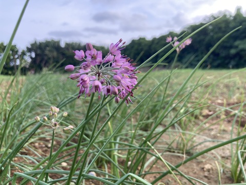 2026年シーズン 石垣島産 島らっきょう １キロ！