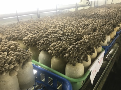 【食べ比べ】香り豊かな信州きのこ3種詰め合わせ【栽培期間中農薬不使用】