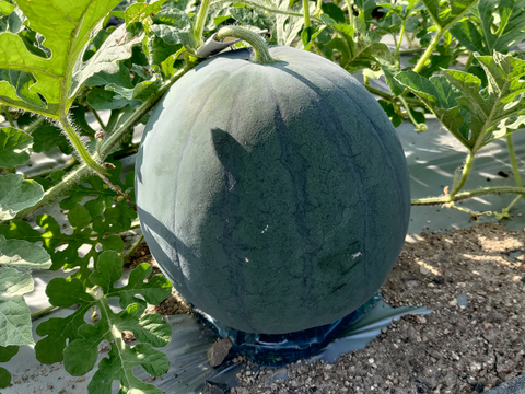 ▼今期終売【晴れの国・岡山県産】濃厚な美味しさ！黒大玉すいか『タヒチ』６Kg級-１玉／ニホンミツバチ交配／露地栽培／化成肥料・化学農薬・着果剤不使用【※保冷便指定】