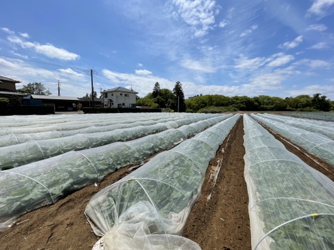 シャキシャキ！春キャベツ2玉
