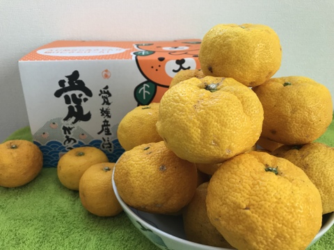 身体に美容に嬉しい香酸柑橘セット【グリーンレモン2㌔・本柚子1㌔】ご家庭用(3kg)