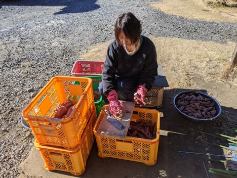 5 kgで税別2500円。有機肥料で栽培した2ヶ月熟成、蜜の滴る安納芋L,Mサイズ