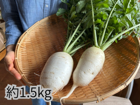奥出雲産自然栽培源助だいこん(1.5kg)